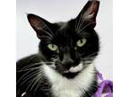 Adopt Tori a Domestic Short Hair