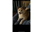 Adopt Pomsky--Gigi a Pomeranian, Husky