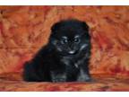 Pomeranian Puppy for sale in Joplin, MO, USA