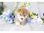 Shiba Inu Puppy for sale in Joplin, MO, USA