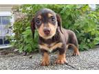 Mutt Puppy for sale in Evansville, IN, USA