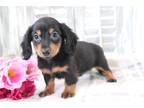 Mutt Puppy for sale in Mansfield, OH, USA