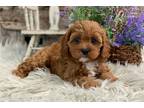 Cavapoo Puppy for sale in Fort Wayne, IN, USA