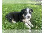 Australian Shepherd PUPPY FOR SALE ADN-821350 - Australian Shepherd