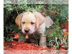 Labrador Retriever PUPPY FOR SALE ADN-821345 - Adorable Labrador Retriever puppy