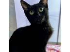 Adopt Gucci a Domestic Short Hair