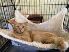 Cat for adoption - Chloe, a Domestic Long Hair