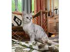 Cat for adoption - Anitta VERY SPECIAL NEEDS, a Scottish Fold & British