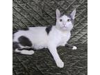 Cat for adoption - Bartleby, a Domestic Short Hair