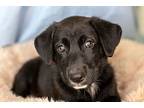 Labrador Retriever Puppy for sale in Provo, UT, USA