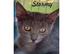 Stormy, Russian Blue For Adoption In Anaheim Hills, California