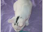 Ivory, Domestic Shorthair For Adoption In Victoria, Minnesota