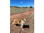 Mandy, Golden Retriever For Adoption In Berthoud, Colorado