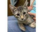 Billy, Domestic Shorthair For Adoption In Phillipsburg, New Jersey