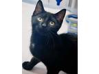 Cat for adoption - Reggie, a Domestic Short Hair