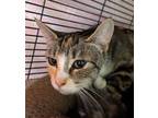 Cat for adoption - Pebble, a Domestic Short Hair Mix