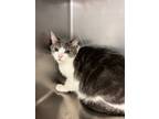 Adopt Bounce a Domestic Short Hair