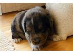 Australian Shepherd Puppy for sale in Tyler, TX, USA