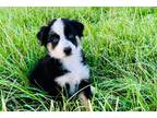 Australian Shepherd Puppy for sale in Abilene, TX, USA