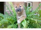 Shiba Inu Puppy for sale in South Bend, IN, USA