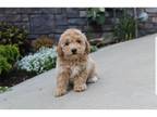 Mutt Puppy for sale in Canton, OH, USA