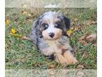 Aussiedoodle Miniature PUPPY FOR SALE ADN-821686 - F1 Mini Australian Shepherd