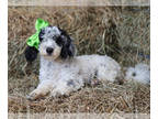 Poodle (Miniature) PUPPY FOR SALE ADN-821763 - Blake Mini Poodle