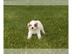 Aussiedoodle Miniature -Poodle (Miniature) Mix PUPPY FOR SALE ADN-821836 - Mini