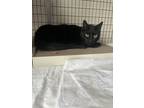 Adopt Tiffany a Domestic Short Hair