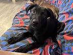 Vereen, Labrador Retriever For Adoption In Brooklyn Center, Minnesota