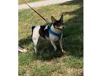 Ryder*, Rat Terrier For Adoption In Columbia, Tennessee