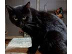 Priscilla, American Shorthair For Adoption In Inez, Kentucky