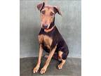 Canela, Doberman Pinscher For Adoption In Canoga Park, California