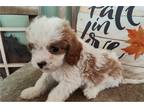 Cavapoo Puppy for sale in Kansas City, MO, USA