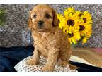 Cavapoo Puppy for sale in South Bend, IN, USA