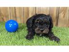 Cavapoo Puppy for sale in Springfield, MO, USA