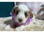 Cavapoo Puppy for sale in Joplin, MO, USA