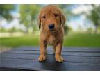 Golden Retriever Puppy for sale in Fort Wayne, IN, USA