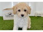 Maltipoo Puppy for sale in Springfield, MO, USA