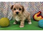 Maltipoo Puppy for sale in Springfield, MO, USA