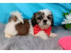 Shih Tzu Puppy for sale in Springfield, MO, USA