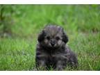 Mutt Puppy for sale in Kansas City, MO, USA