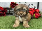 Mutt Puppy for sale in South Bend, IN, USA