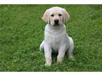 Labrador Retriever Puppy for sale in Kansas City, MO, USA