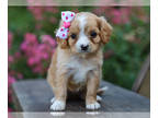 Cavalier King Charles Spaniel-Cavapoo Mix PUPPY FOR SALE ADN-822030 - Sadie