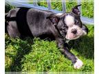 Boston Terrier PUPPY FOR SALE ADN-822074 - Pure Boston Terrier Puppy Looking for