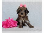 Cockapoo PUPPY FOR SALE ADN-822020 - Jada