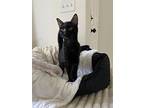 Diana ( Mc), Domestic Shorthair For Adoption In Napa, California