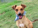 Eddie, Jack Russell Terrier For Adoption In Rogers, Arkansas