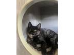 Cora, Domestic Shorthair For Adoption In Ferndale, Michigan